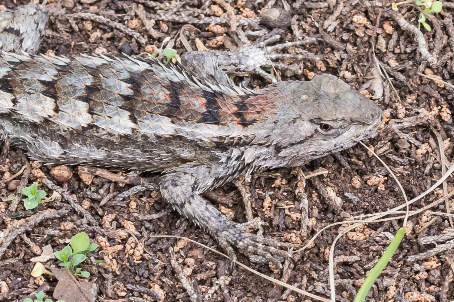 Texas Spiny Lizard (Sceloporus olivaceus)